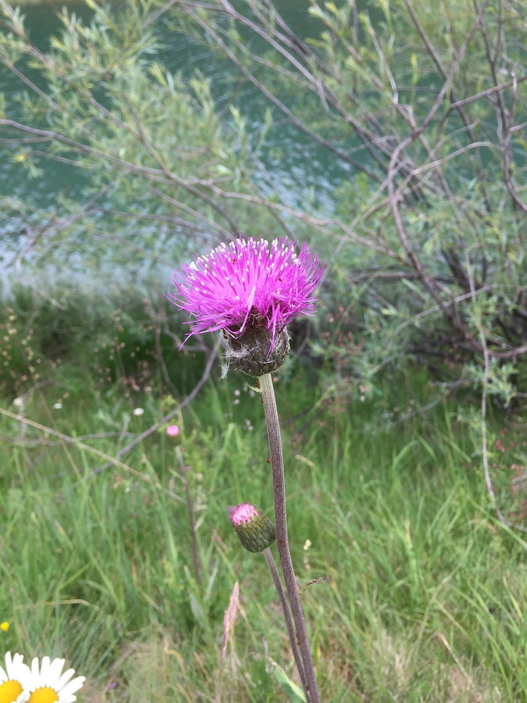 Бодяк разнолистный (Cirsium heterophyllum) - PictureThis