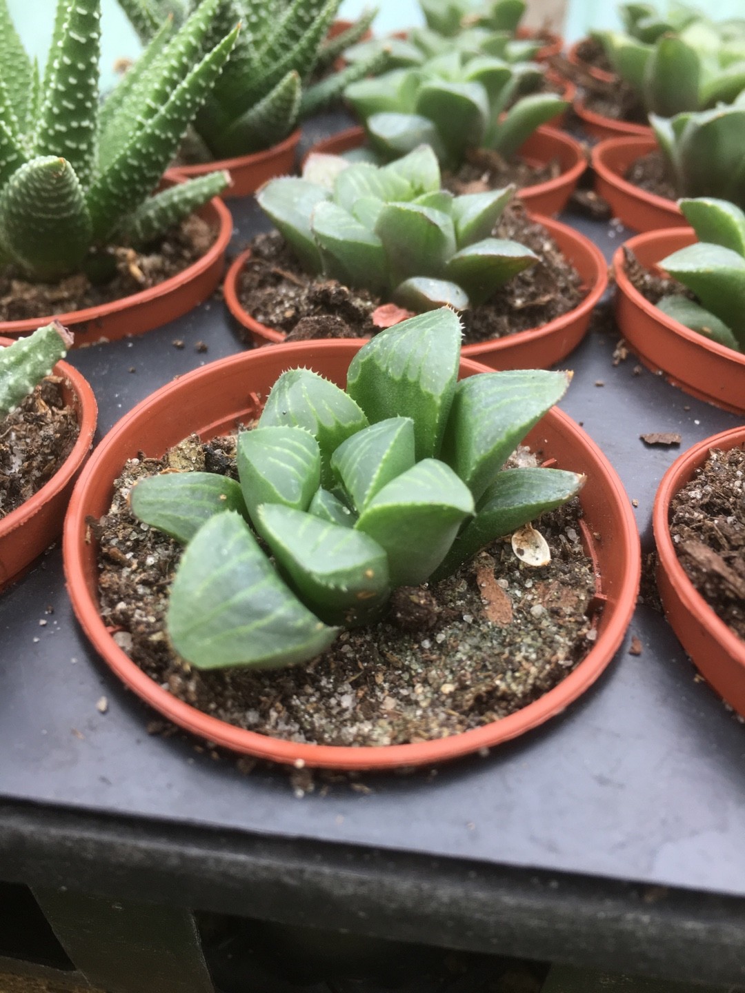 Хавортия Эмили комптонская (Haworthia emelyae var. comptoniana) -  PictureThis