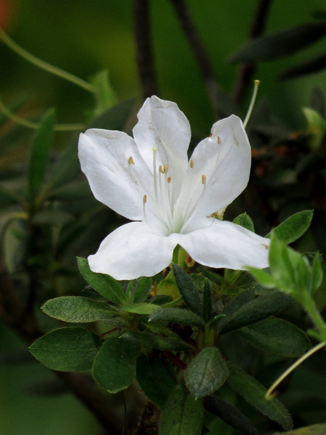 Азалия японская (Rhododendron obtusum) - PictureThis