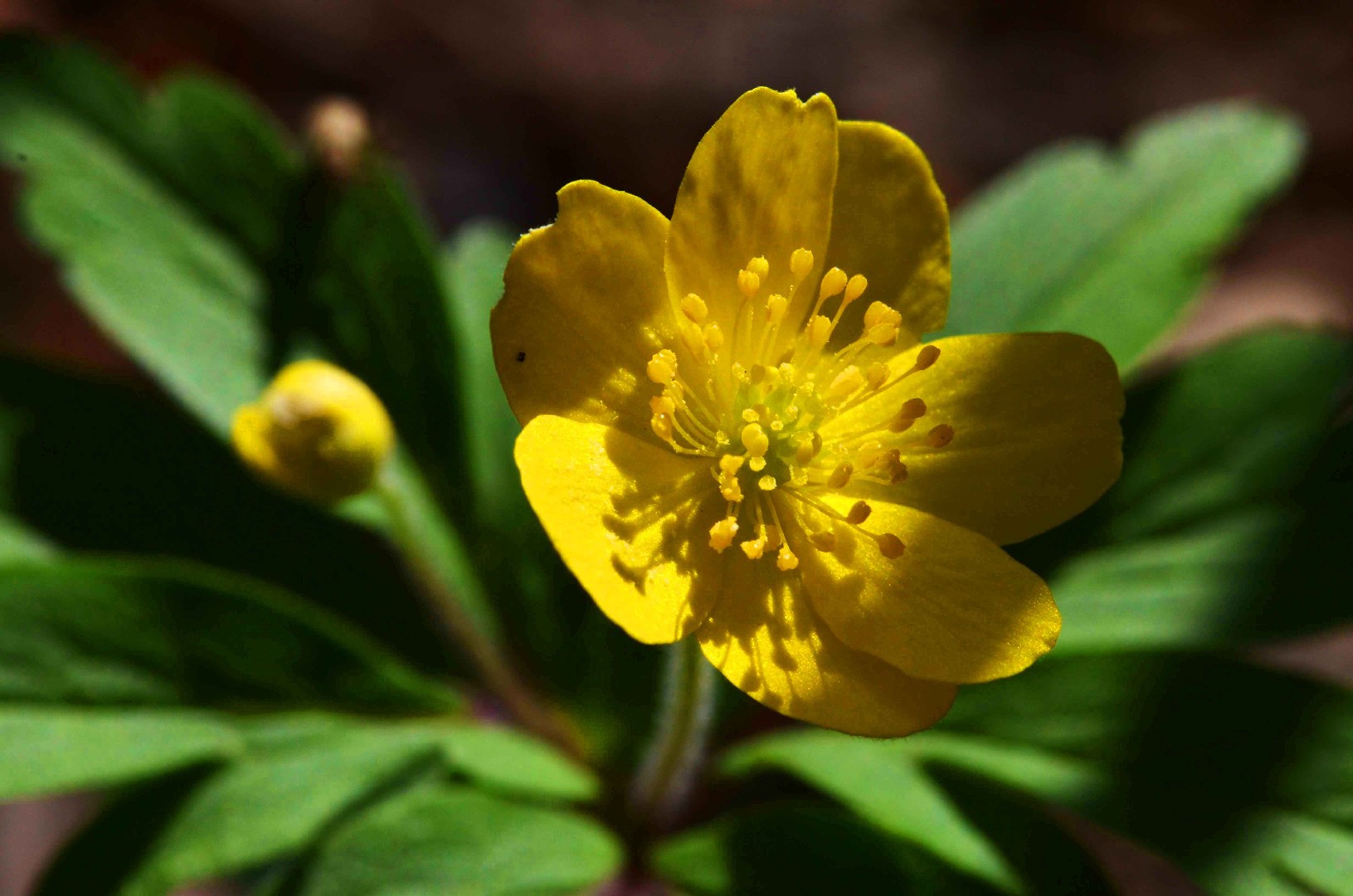 Лютиковые (подсемейство). Ветреница лютиковая. Anemone ranunculoides. Анемона лютичная Пленифлора.