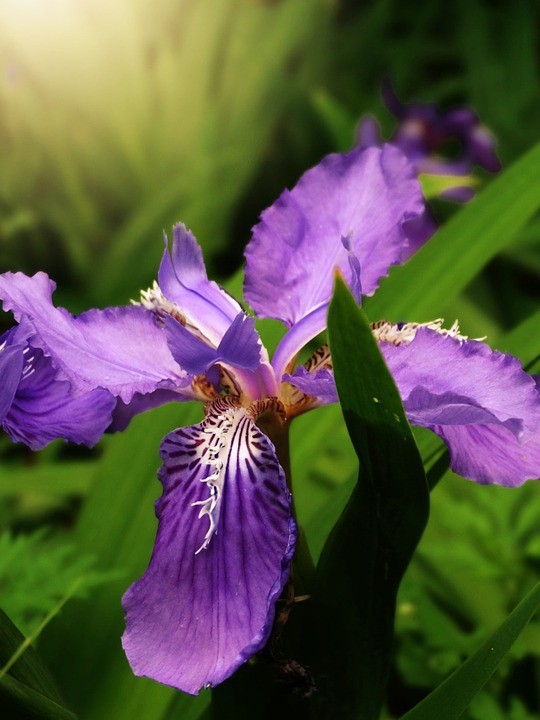 イチハツ（一初） (Iris tectorum) 花言葉，毒性，よくある質問