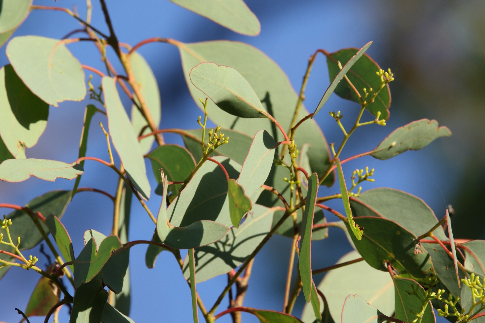 Eucalyptus rhodantha