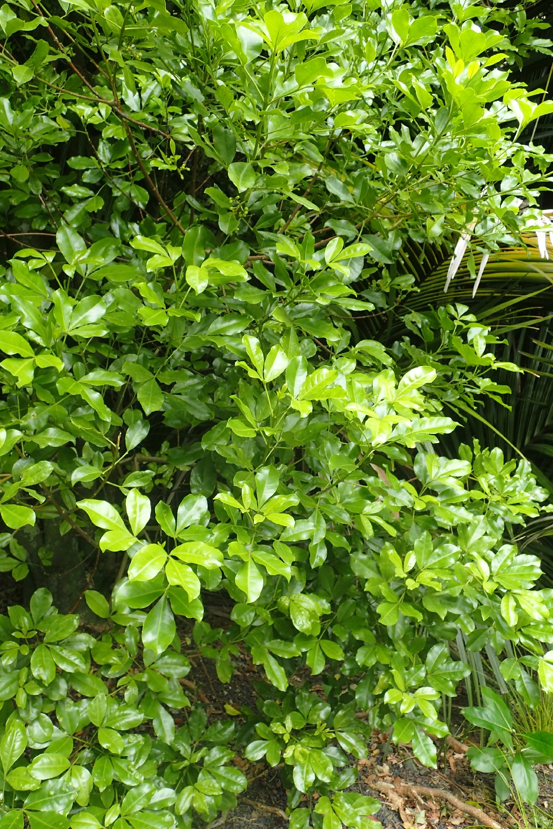 How to Plant and Grow Lemonwood(Pittosporum eugenioides)