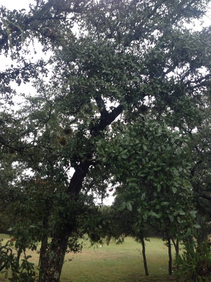 Herbicide halo around vine trunks as means of discouraging woody