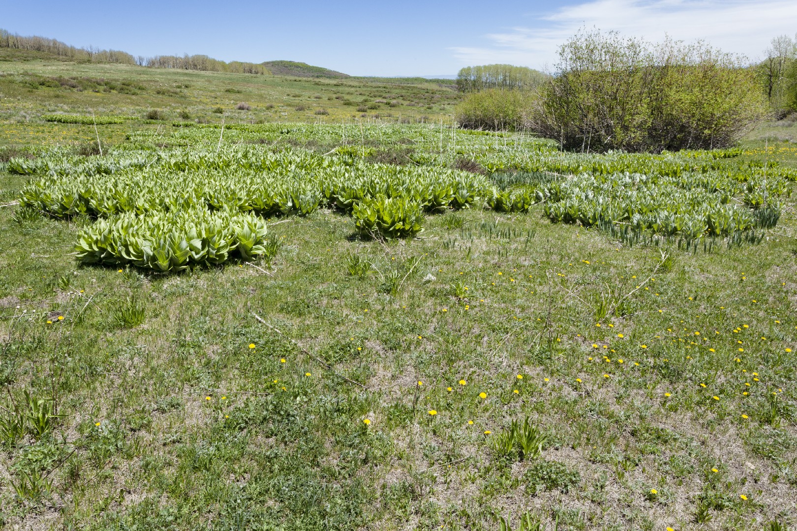 Cymopterus lemmonii уход (почву, удобрение, обрезка) - PictureThis