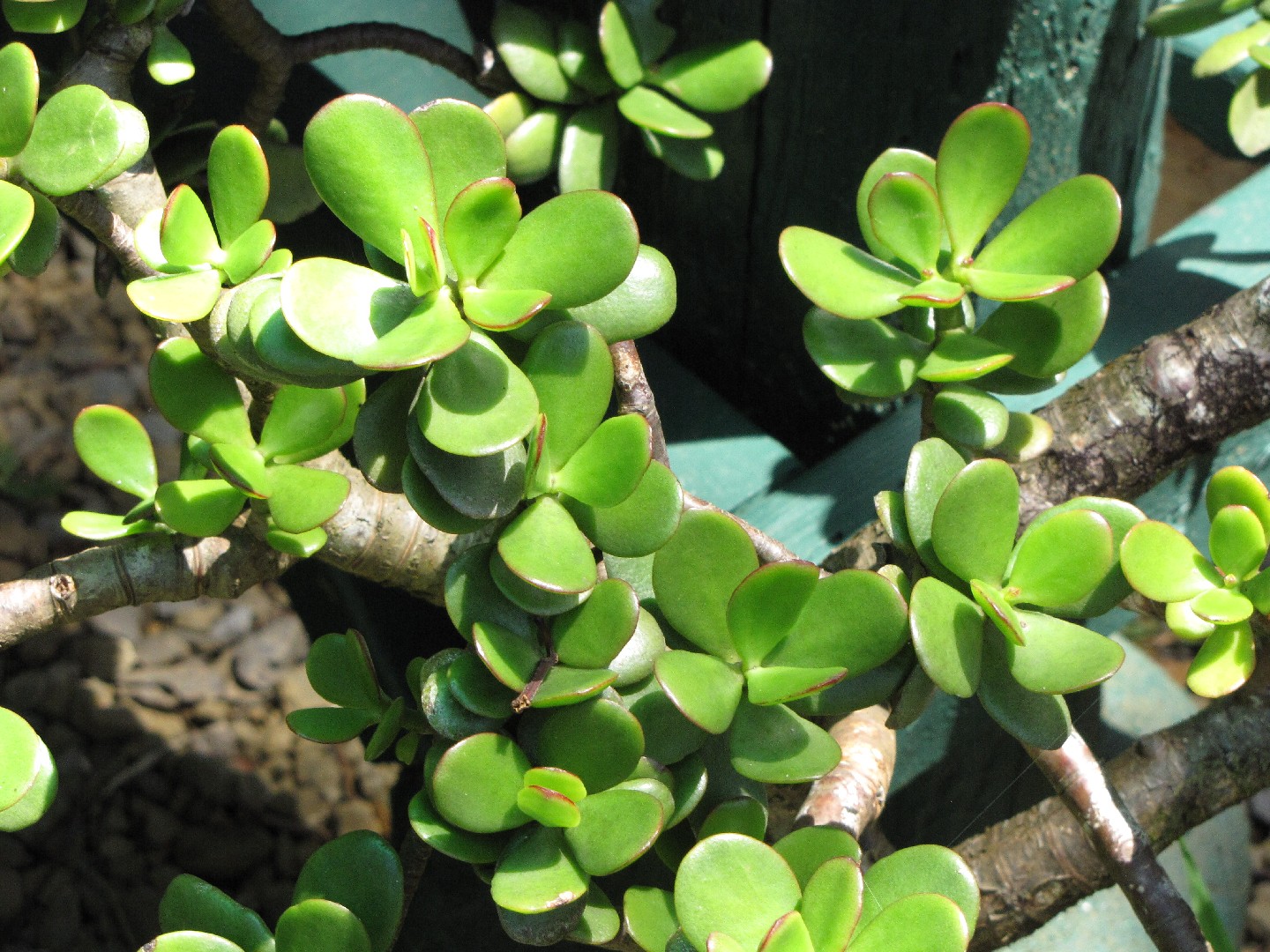 Jade Plant растение