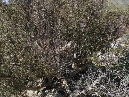 Bursera microphylla 照顧，種植，繁殖，開花時間- PictureThis