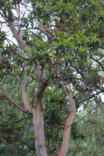 Madroño (Arbutus Xalapensis) - PictureThis