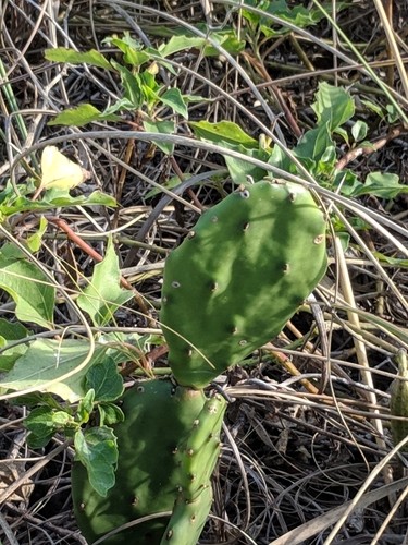 Erect Prickly Pear (Opuntia stricta) Flower, Leaf, Care, Uses - PictureThis