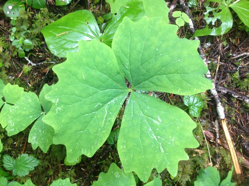 Vanilla-leaf (Achlys triphylla) Flower, Leaf, Care, Uses - PictureThis