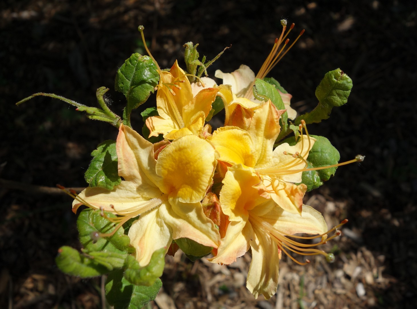 Azalea de fuego (Rhododendron calendulaceum) - PictureThis