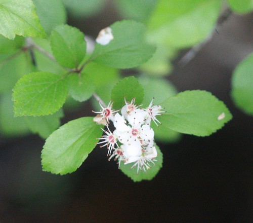 サンザシ属 Crataegus 花言葉 学名 よくある質問 Picturethis