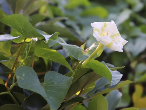 Fleur de lune - Ipomoea alba - Le Jardin du Pic Vert