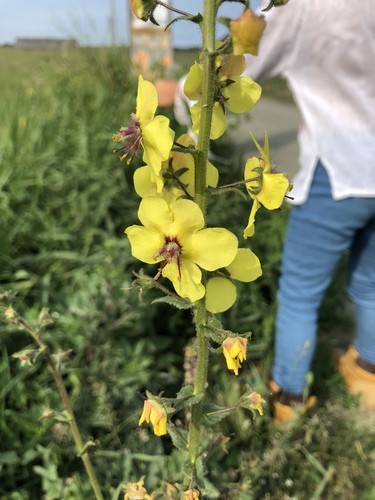 Коровяк Verbascum Honey Dijon