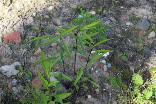 Solidago gigantea