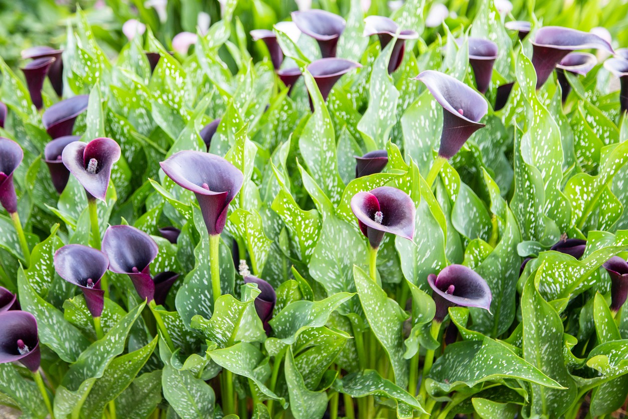 Calla lilies 'Night Cap' (Zantedeschia 'Night Cap') Flower, Leaf, Care,  Uses - PictureThis