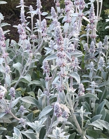 Cretan Hedgenettle (stachys Cretica) Flower, Leaf, Care, Uses - Picturethis