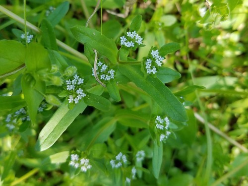 CORN SALAD/ MACHE Information & Growing Tips! (Valerianella