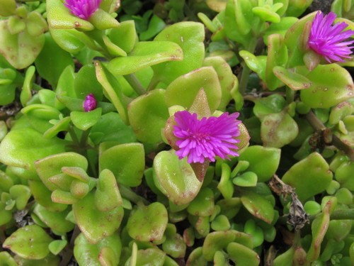 Baby sun rose (Mesembryanthemum cordifolium) Flower, Leaf, Care, Uses ...