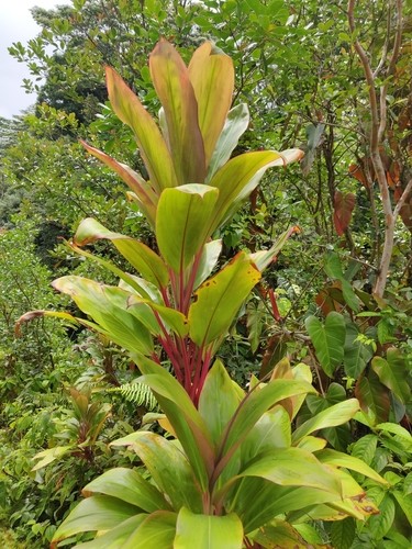 son las plantas cordyline venenosas para los perros