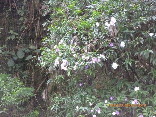 Jazmín paraguayo (Brunfelsia australis) - PictureThis