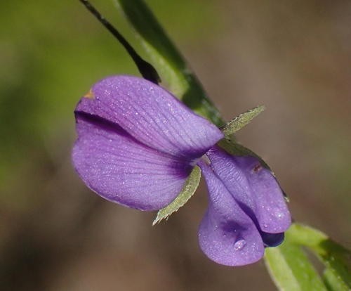 How to Grow and Care for Psoralea plauta