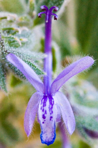 Vinegarweed (Trichostema lanceolatum) Flower, Leaf, Care, Uses ...