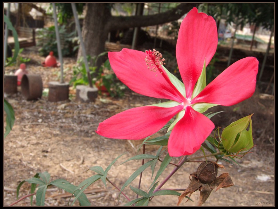 SEMI SEMI PERENNI: ibisco gigante fiore gigante - infiorescenza