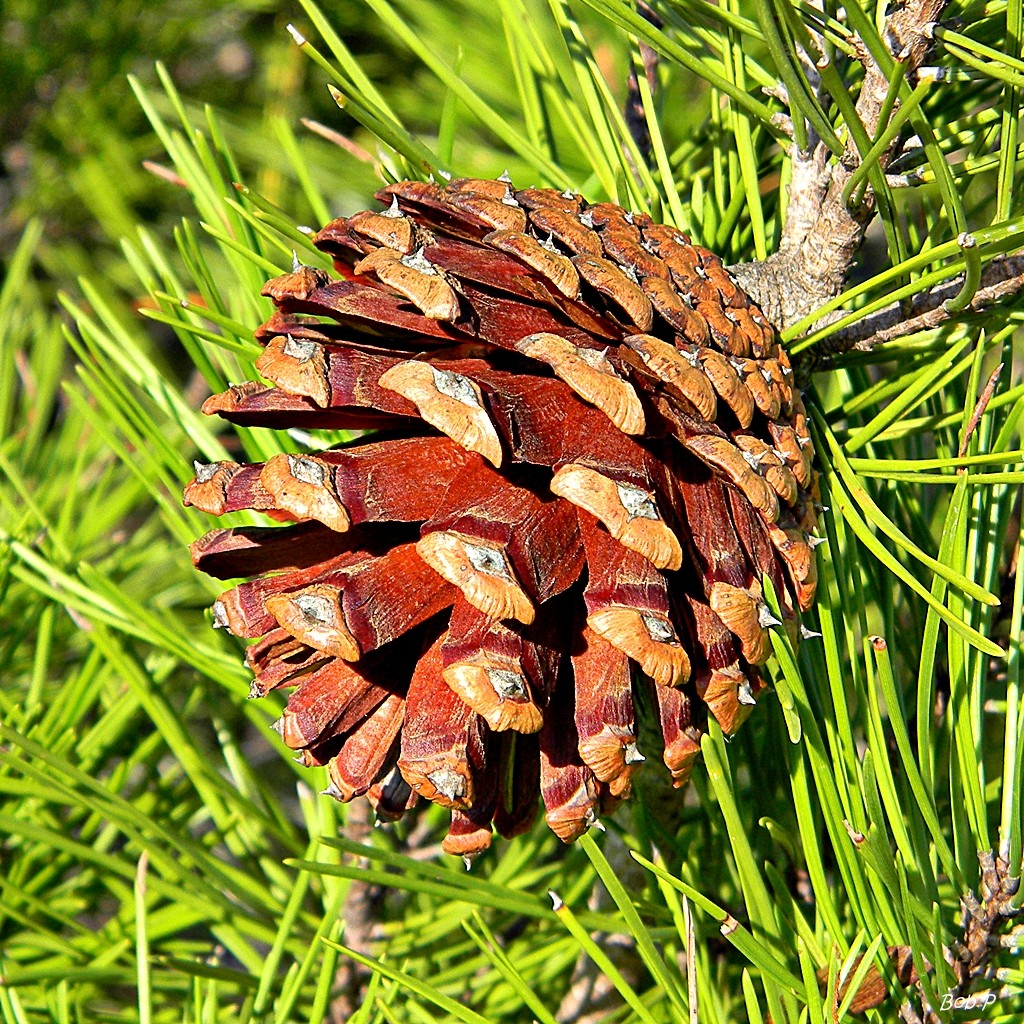 Сосна на песчаной почве. Сосна Песчаная Клауса. Common Pine. Pinidae.