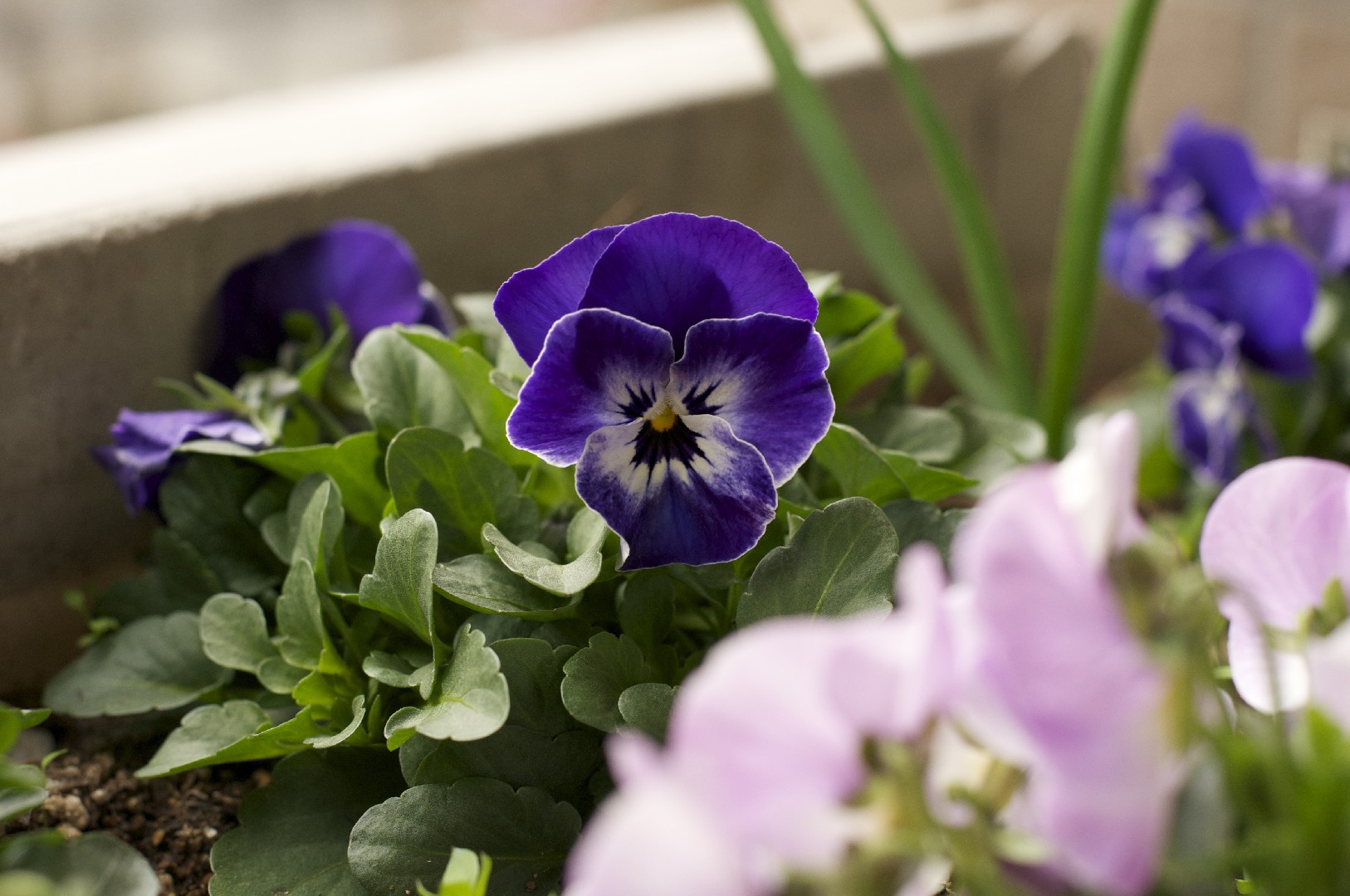 Pensamientos (Viola wittrockiana) - PictureThis