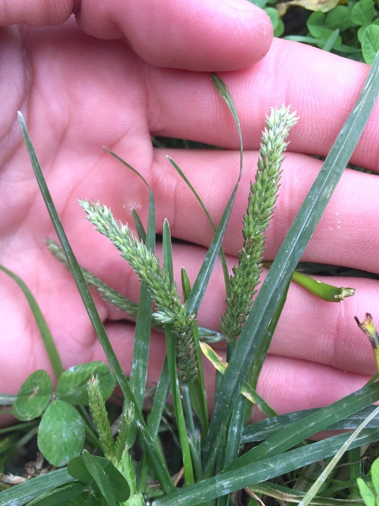 Crowfoot Grass, Goosegrass, Wire Grass Eleusine Indica, 49% OFF