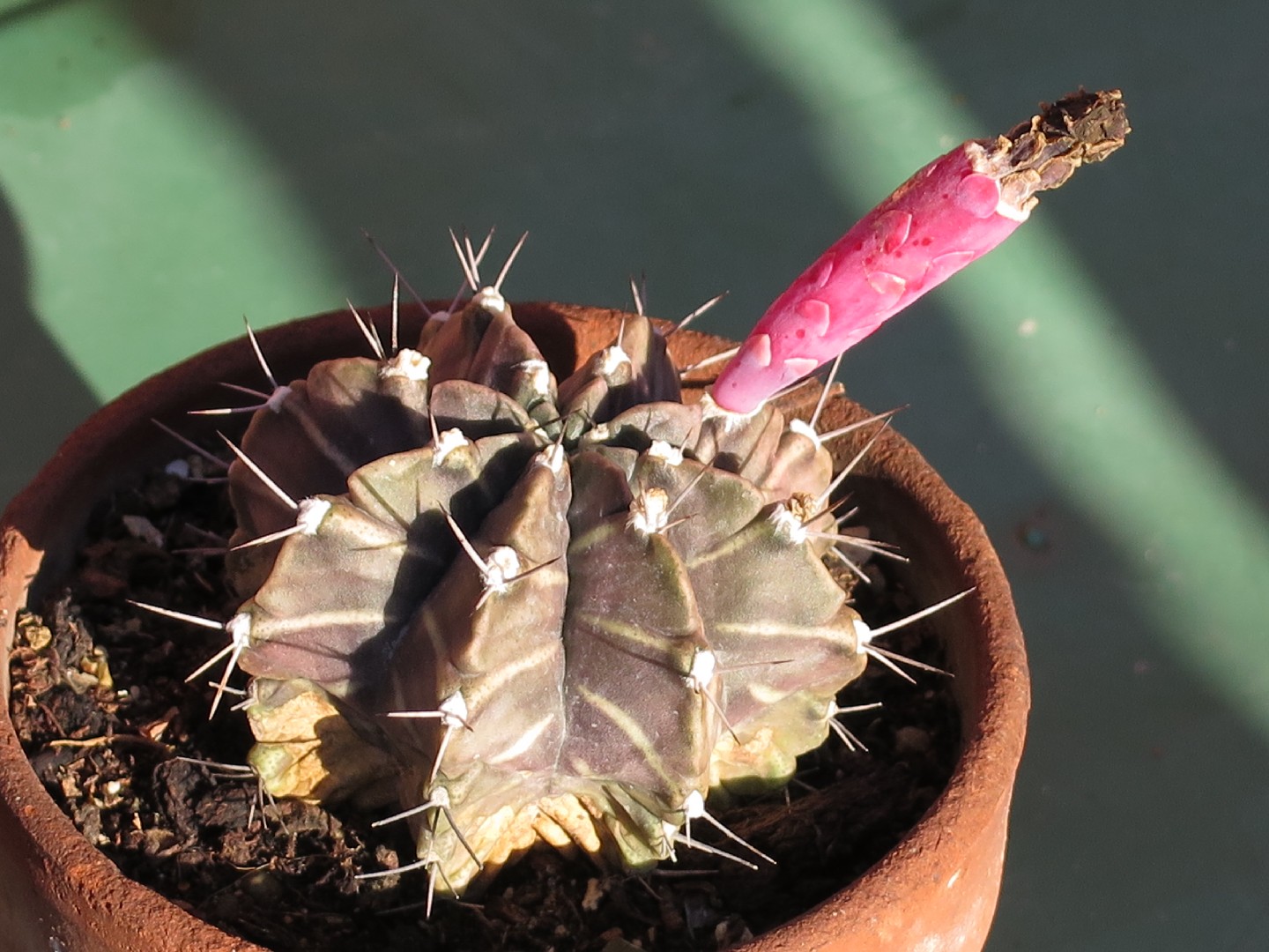 ギムノカリキウム属 (Gymnocalycium) - PictureThis