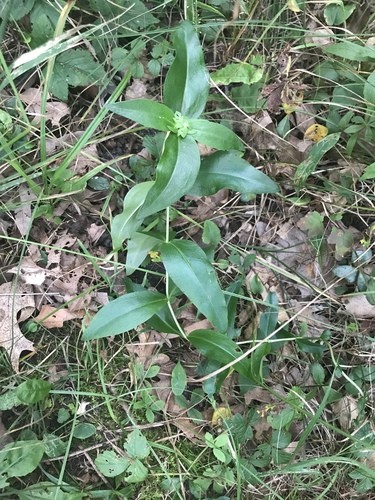 Gentiana Andrewsii - PictureThis