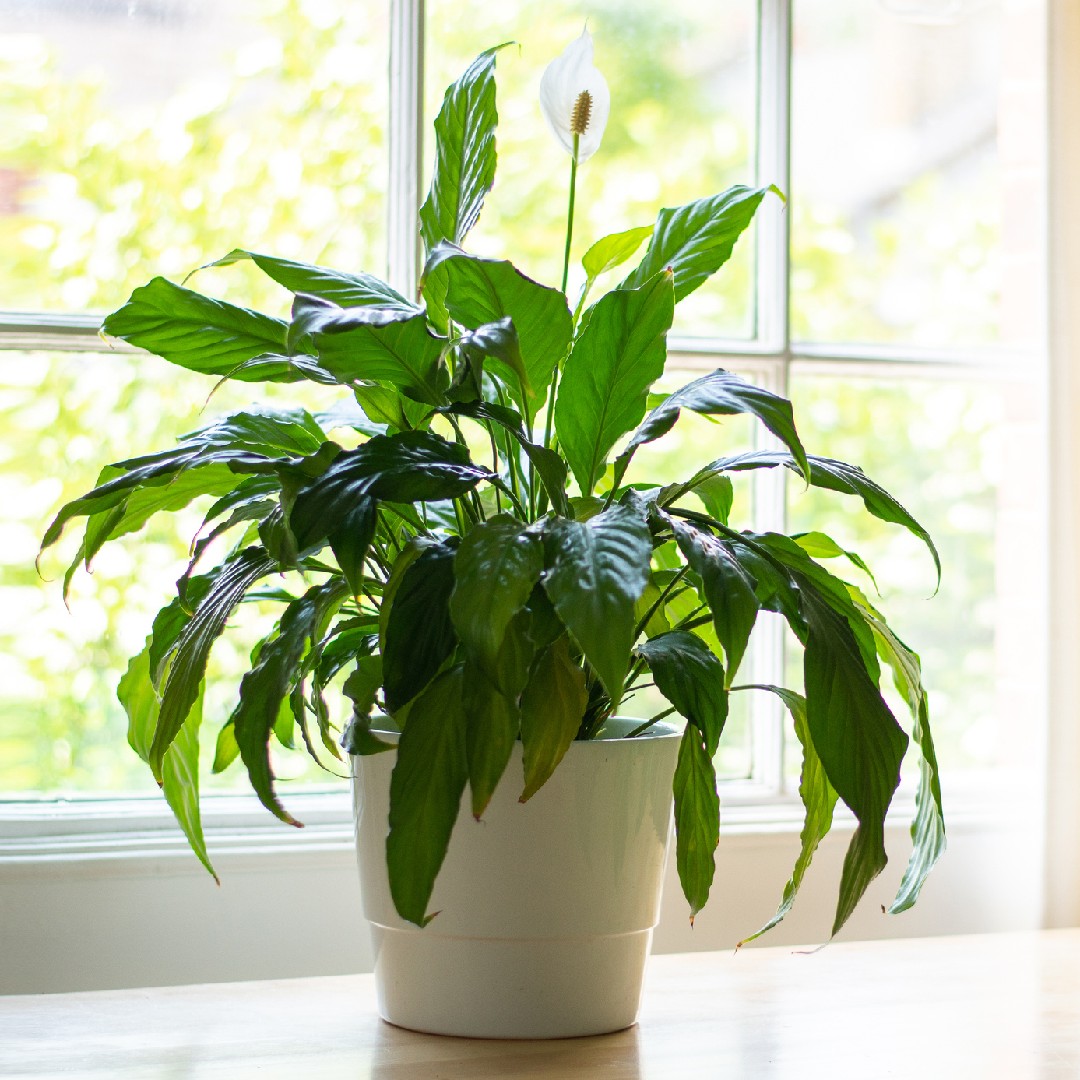 Planta em vaso em casa doente. folhas de plantas em vaso, com manchas  marrons escuras, bordas secas
