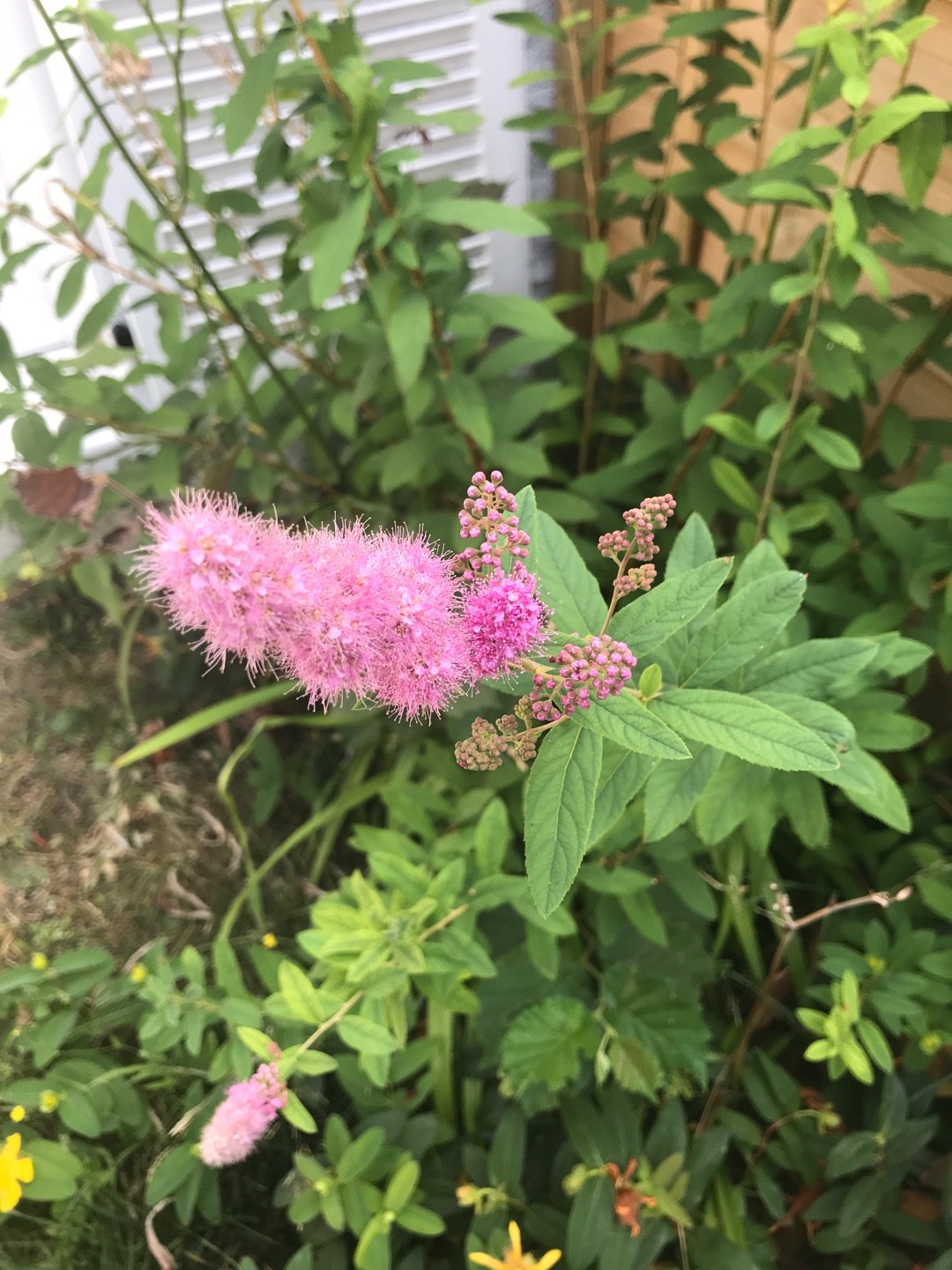 ホザキシモツケ（穂咲下野）の判定方法 (Spiraea salicifolia)