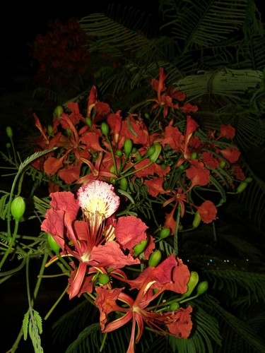 ホウオウボク（鳳凰木） (Delonix regia) 花言葉，毒性，よくある質問 - PictureThis