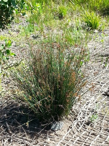 Spreading Rush (Juncus patens) Flower, Leaf, Care, Uses - PictureThis