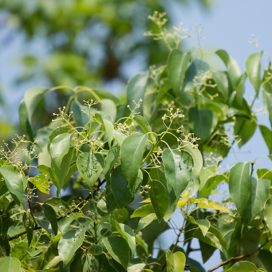 How can I prune my Camphor tree: tips and techniques? - PictureThis