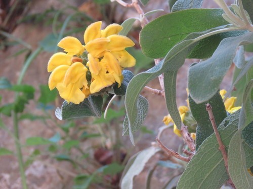 エルサレムセージ (Phlomis fruticosa) 花言葉，毒性，よくある質問 - PictureThis