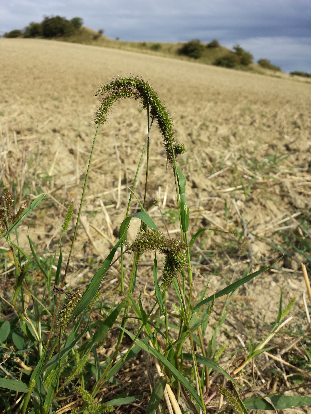 Sticky Bristle Grass /Velcro Grass