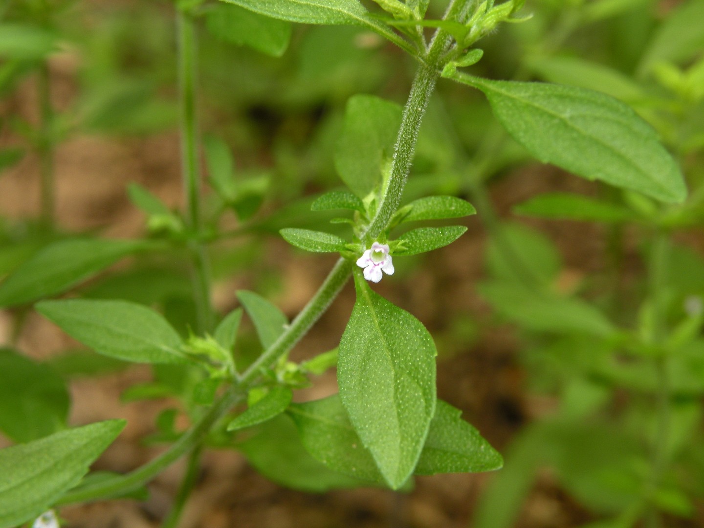 Hedeoma pulegioides фото