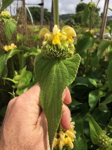 エルサレムセージ (Phlomis fruticosa) 花言葉，毒性，よくある質問 - PictureThis