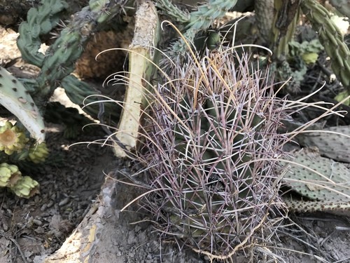 Chihuahuan fish-hook cactus, Glandulicactus uncinatus ssp