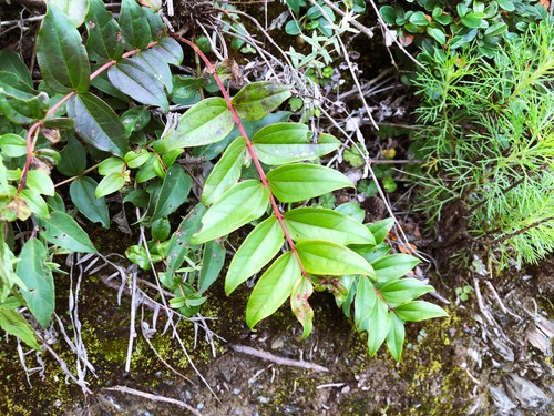 Coriaria japonica Flower, Leaf, Care, Uses - PictureThis