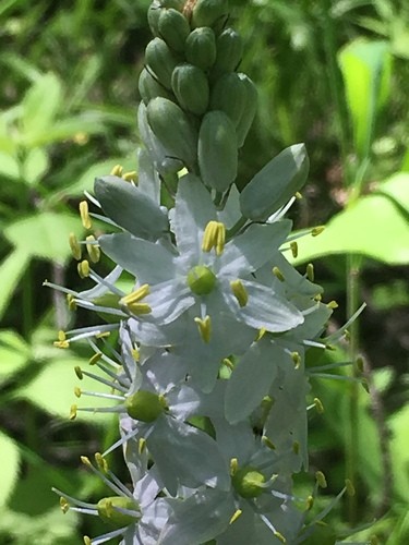 camassia-scilloides-picturethis