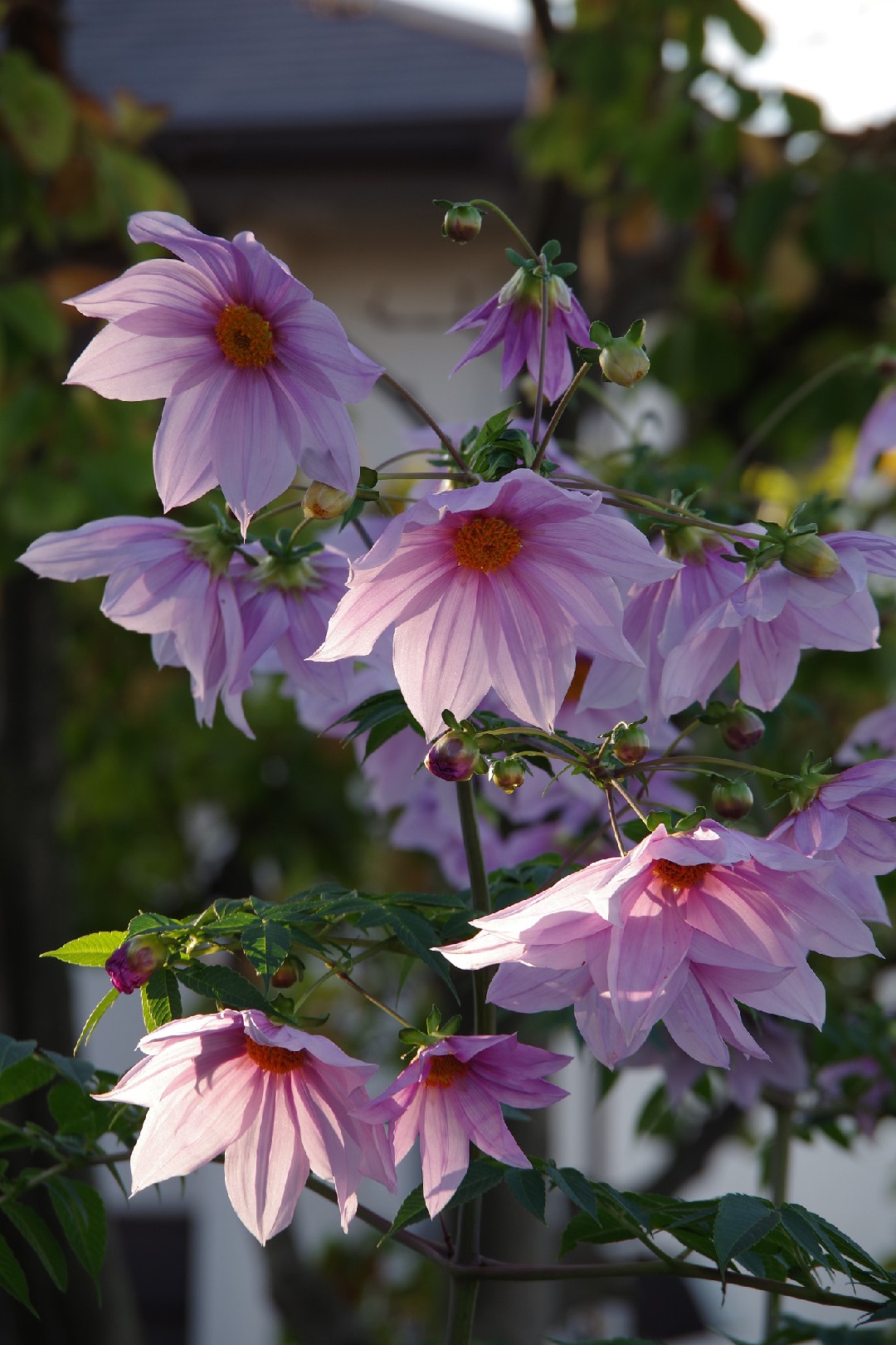 コウテイダリア（皇帝ダリア） (Dahlia imperialis) 花言葉，毒性 