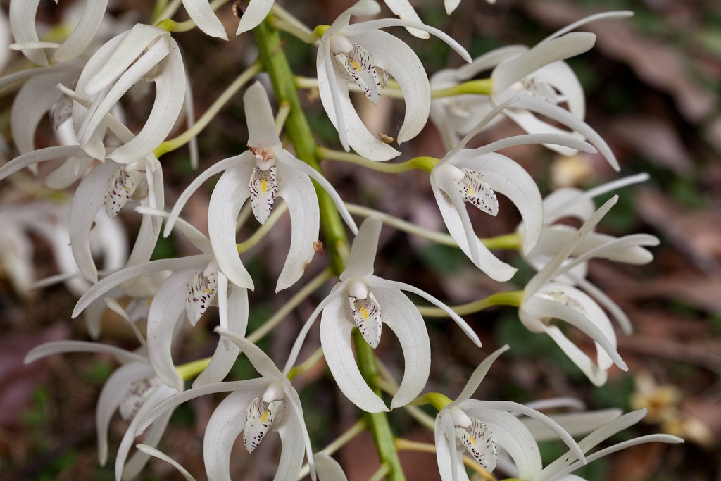 タイミンセッコク（大明石斛） (Dendrobium speciosum) 花言葉，毒性，よくある質問 - PictureThis