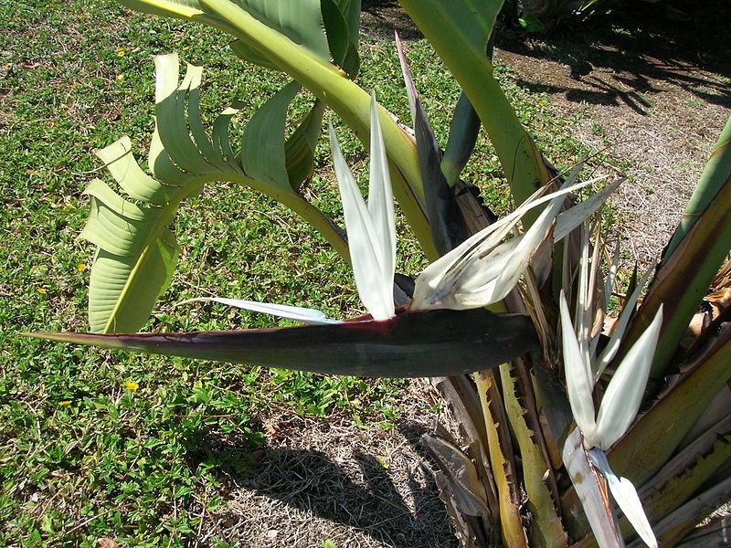 Ave del Paraíso Gigante (Strelitzia nicolai) - PictureThis