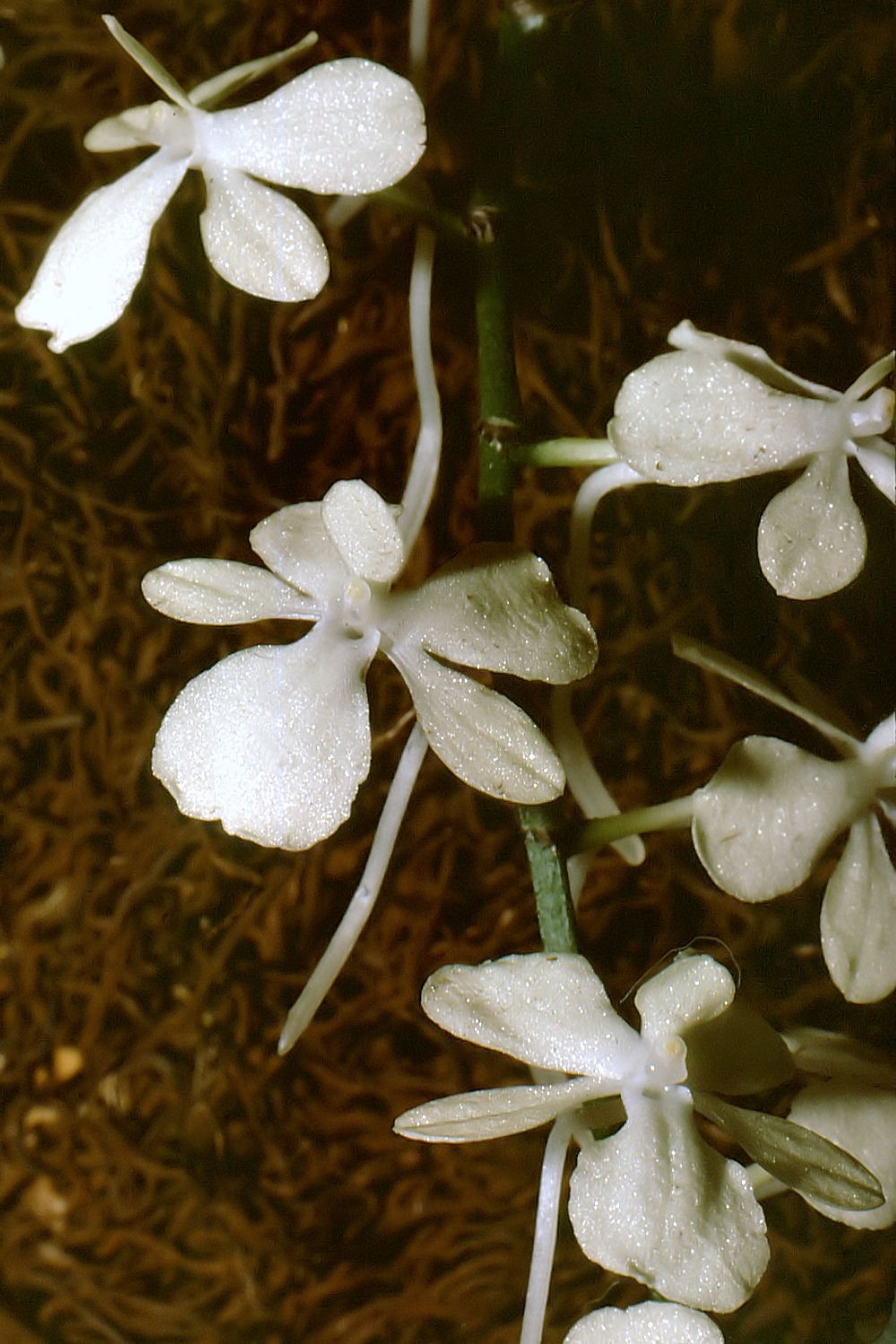 エランギス・シトラタ (Aerangis citrata) - PictureThis