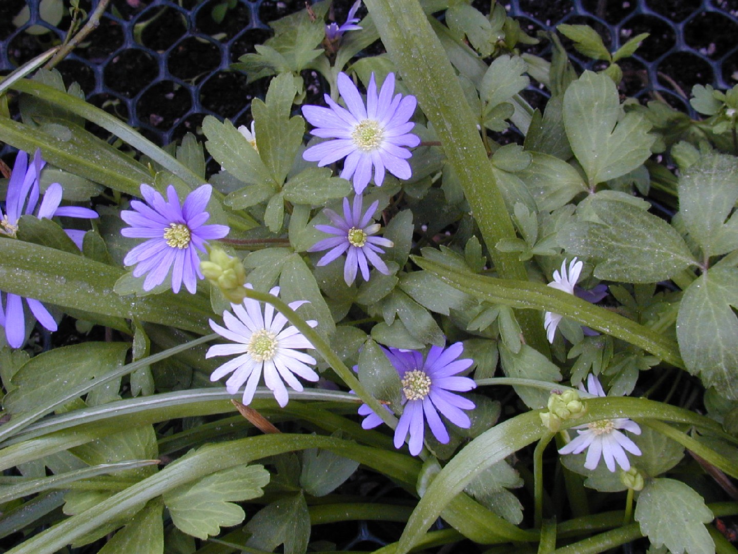 アネモネ ブランダ Anemone Blanda 花言葉 毒性 よくある質問 Picturethis